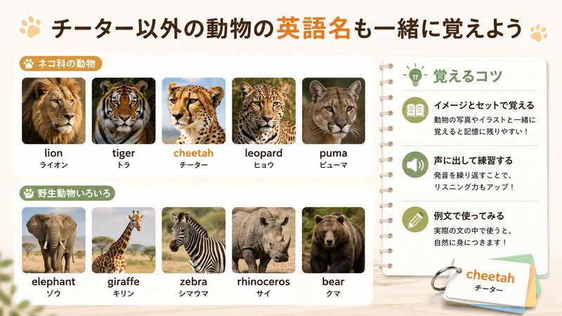 3.チーター以外の動物の英語名も一緒に覚えよう